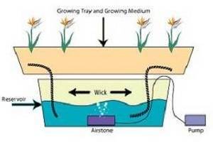 What Is Wick Hydroponics? - NoSoilSolutions